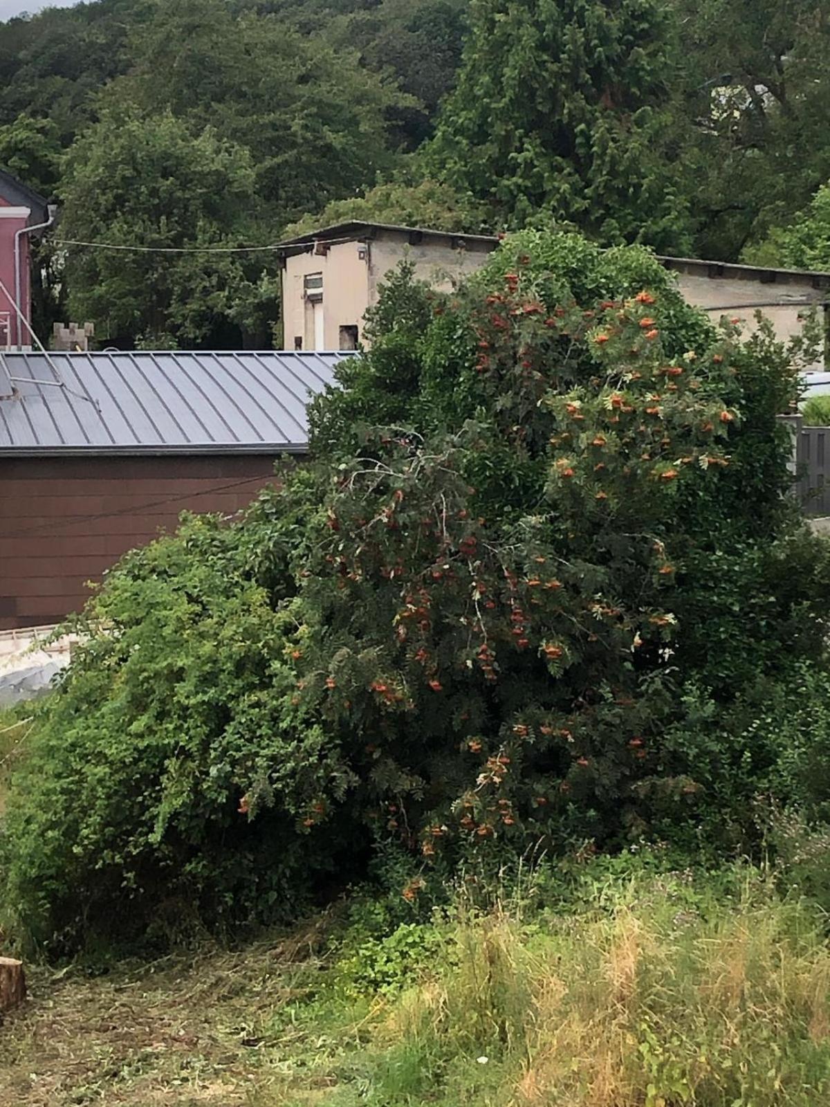 Neu Renovierte Wohnung In Alter Schule Hattgenstein Exteriör bild